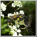 Macrophya montana - Blattwespe 06.jpg